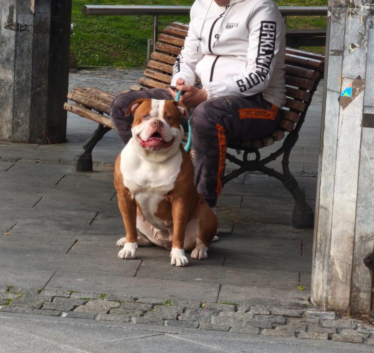 Ejercicios de obediencia con perro