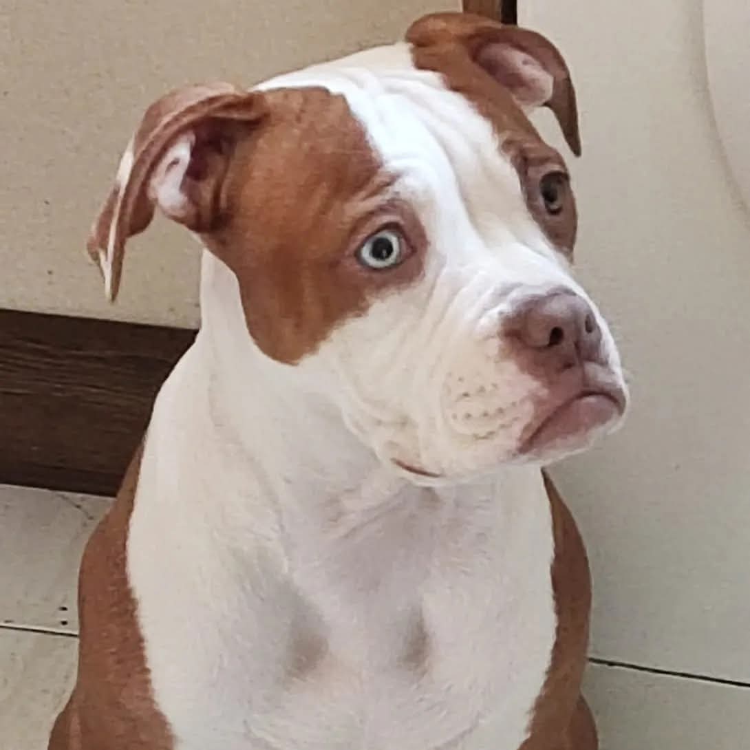 Socialización y adiestramiento de perros