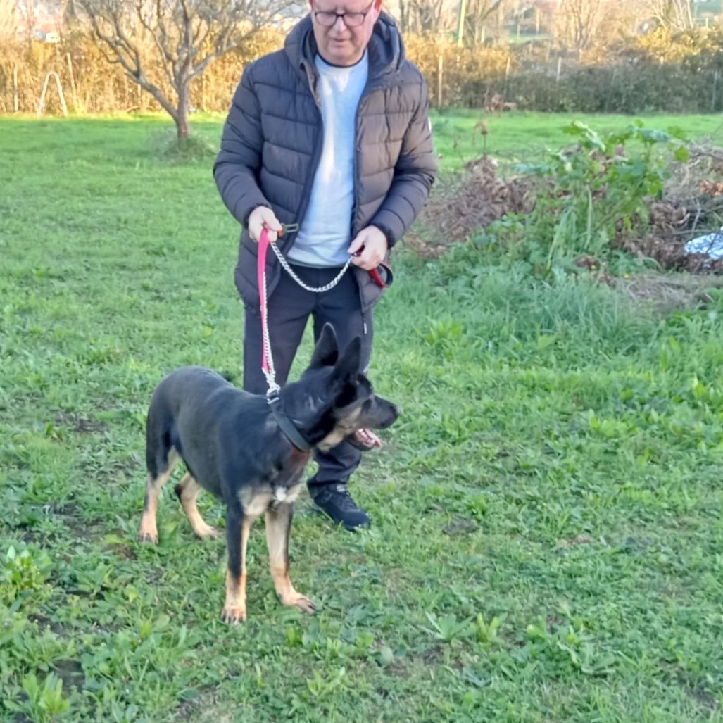 Adiestrador profesional trabajando con un perro