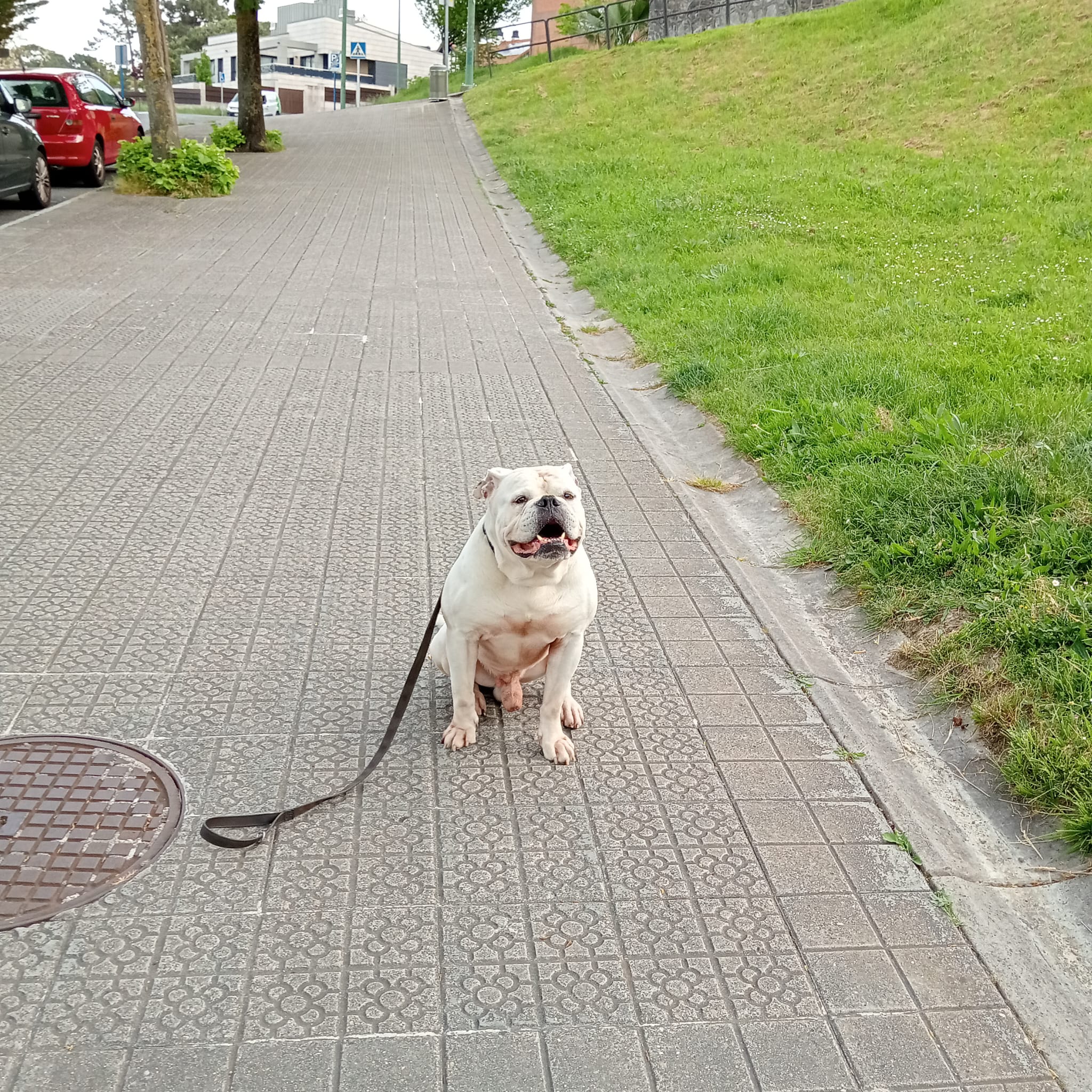 Perro entrenado en sesión de adiestramiento